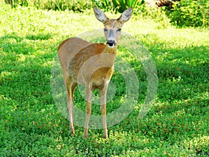 Doe photo