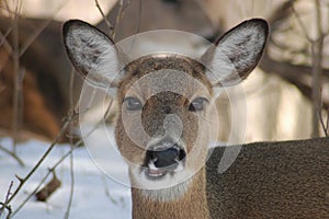 Doe