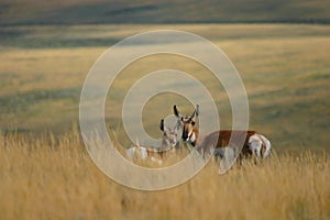 Doe Antelope and Fawn in Grass photo
