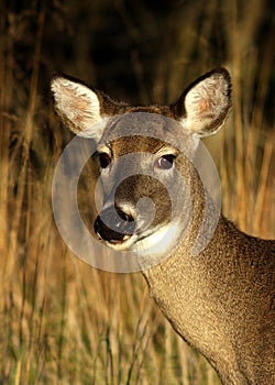 Doe: Back Off Buddy