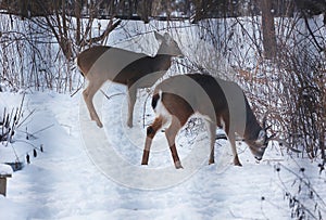 Doe and Buck - White-tailed deer browsing in wintry setting - Odocoileus virginianus