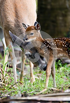 Doe Cleaning Her Young Fawn