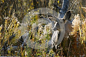 Doe Deer in Brush