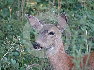 Doe deer in brush in brookings, OR