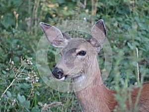 Doe deer in brush in brookings, OR photo