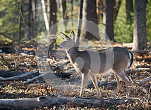 Doe, Deer in forest on a sunny winter day.