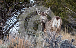 Doe Deer Looking Backwards While Eating