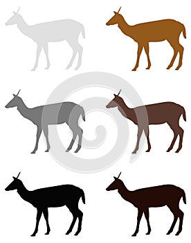 Doe or deer silhouette - hoofed ruminant mammal