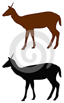 Doe or deer silhouette - hoofed ruminant mammal