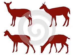 Doe or deer silhouette - hoofed ruminant mammal