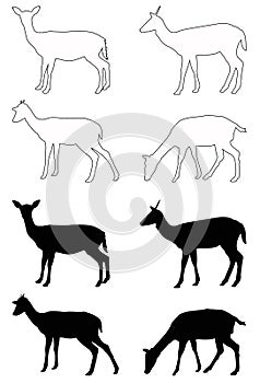 Doe or deer silhouette - hoofed ruminant mammal