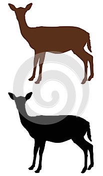 Doe or deer silhouette - hoofed ruminant mammal