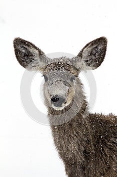 Doe Deer in Snow Storm