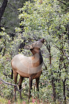 Doe eating plants