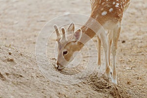 Doe eating plants in the aviary