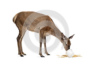Doe eating in a white bucket, Female red deer isolated