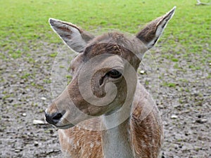 Doe - Fallow deer