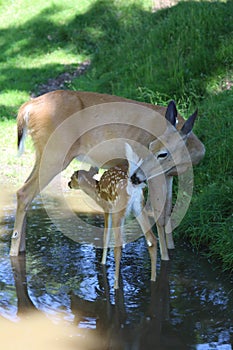 Doe and fawn