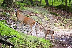 Doe and fawn