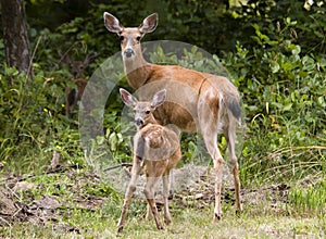 Doe and Fawn photo