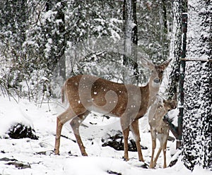 Doe and fawn