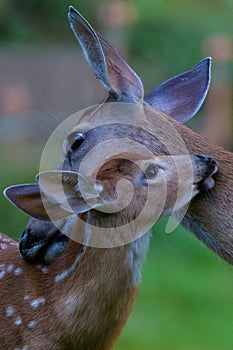 Doe and Fawn