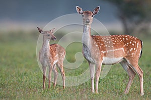 Doe and fawn fallow deer, dama dama, in autumn colors