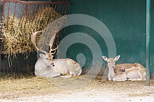 DOE with fawn at feeders with hay,Safari Park Taigan, Crimea.