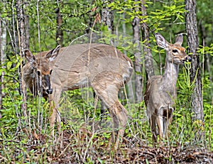 Doe and Fawn Grazing