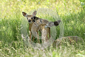 Doe and Fawn - A Mother's Love photo