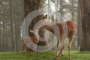 Doe and fawn rubbing noses