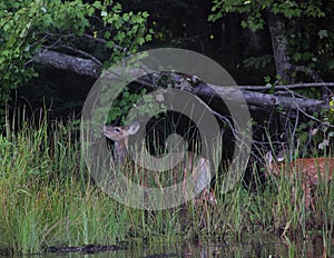 Doe and Fawn on Shoreline of River