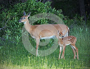 Doe and Fawn photo