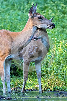 Doe and Fawn at Sunrise