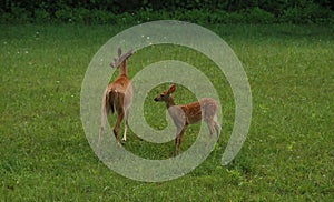 Doe and fawn white tailed deer