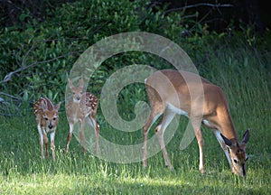 Doe and Fawns