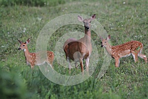 Doe with Fawns in Northern Pennsylvania