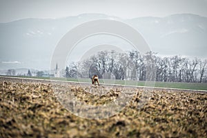 Doe feeding on the field in winter with big snowy hills mountains and village with tower on background. Doe deer standing at the