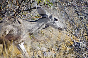 Doe feeding in forest near Madera Canyon, Arizona