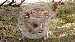 A doe feeds her little fawn in the forest on a sunny summer day.