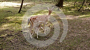 A doe feeds her little fawn in the forest on a sunny summer day.