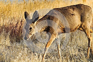 A doe, female deer, on the prairie
