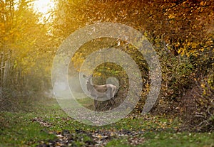 Doe in forest