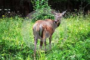 Doe in forest looking into the camera