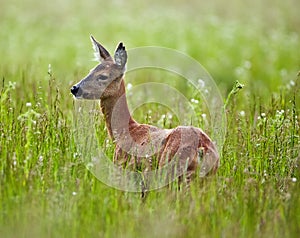 Doe in a grass field