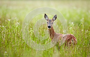 Doe in a grass field