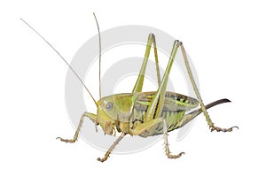 Doe of grasshopper 7