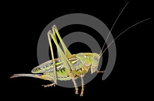 Doe of grasshopper 4