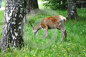 Doe grazing in the meadow