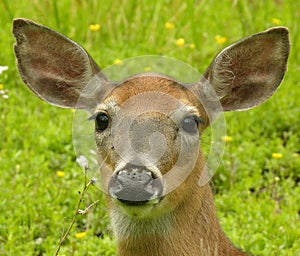 Doe Head Shot